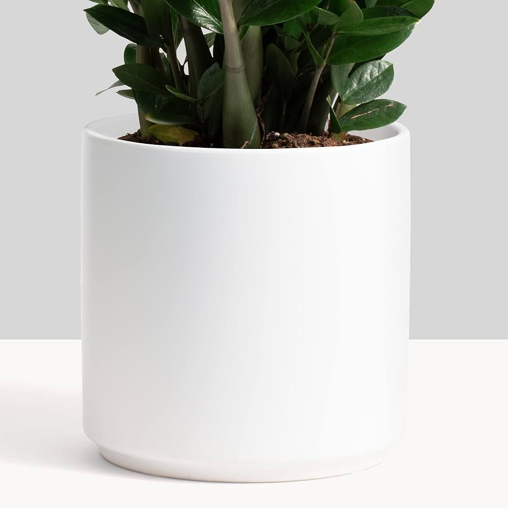 PEACH & PEBBLE 8 Inch White Ceramic Planter. Classic Cylinder Plant Pot for House Plants and Indo... | Amazon (US)