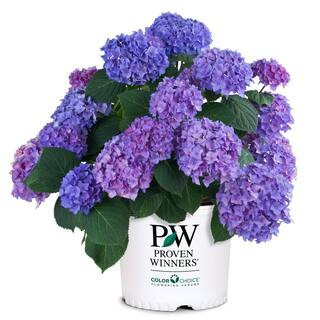 2 Gal. Let's Dance Rhythmic Blue Hydrangea Shrub with Blue Flowers | The Home Depot