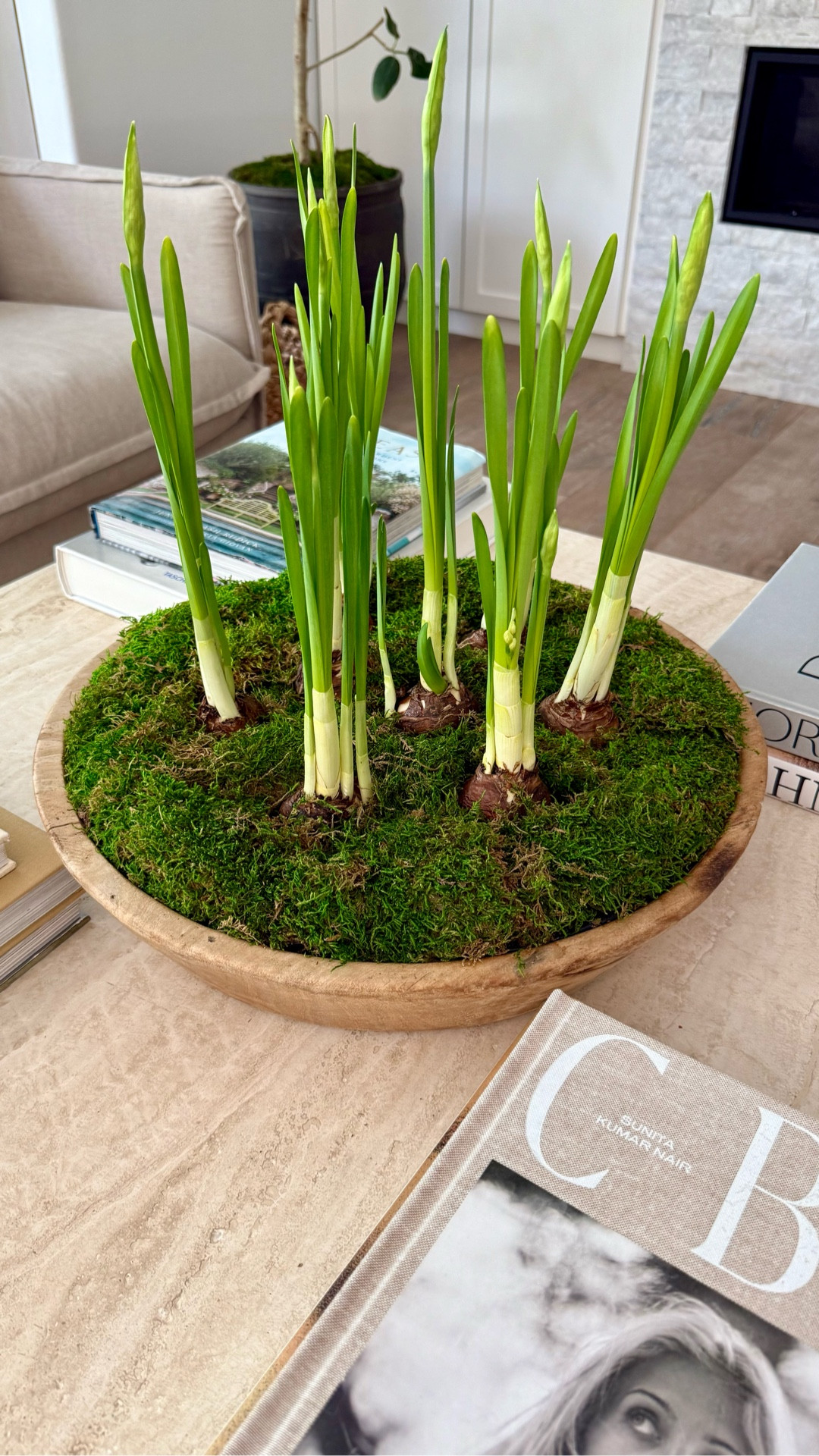 DIY paper whites 

What you need-
-A wooden vessel for the paper whites (I linked a few options) 
-a circular trash bag cut out in the shape of the vessel
-A plastic container to protect the vessel
-Dirt
-Pea gravel 
-Styrofoam wrap to keep everything in place 
-Moss
-Paper whites (I used 8) and mine are from Trader Joe’s 

step 1
Cut out a piece of plastic from a trash bag that it slightly larger than your vessel and place inside

Step 2
Put your plastic container with dirt half way full on top of the plastic

Step 3
Wrap the styrofoam around the plastic container to keep it snugly in place

Step 4
Fill the rest of the plastic container with pea gravel

Step 5 
Nestle the paper whites into the pea gravel. If using more mature ones like me make sure the roots go into the dirt and are properly covered. If using bulbs you can just nestle on top and the roots will grow down

Step 6 
Shape moss around the vessel and paper whites into bulbs

Make sure to water every other day 


#LTKHoliday #LTKHome