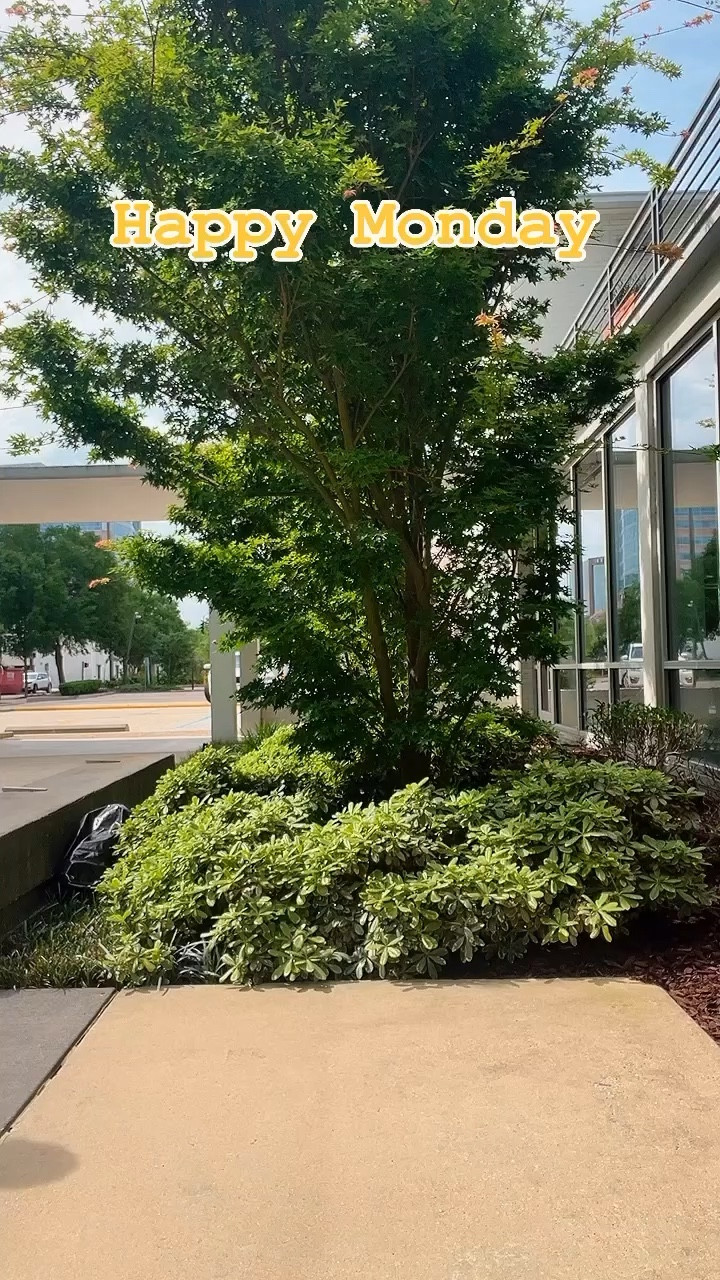 ✨I really love the fit and style of this dress🤍! It’s really cute☺️. However the length is totally out of my comfort zone! If you are into mini dresses and don’t mind showing some leg, I’ve linked similar dresses from @boohoo,  @prettylittlething and @shein that are perfect for summer!🤍. To shop 🛍️
see 🔗 below ⬇️.in bio.
.
Follow my shop on @_preettyscorpio on the @shop.LTK app to shop this post and other looks and get my exclusive app only content.
.
Wishing everyone a fantastic week!💋
.
Dress: @boohoo 
Heels: @ninewest (similar linked).

#LTKplussize #LTKSeasonal #LTKmidsize