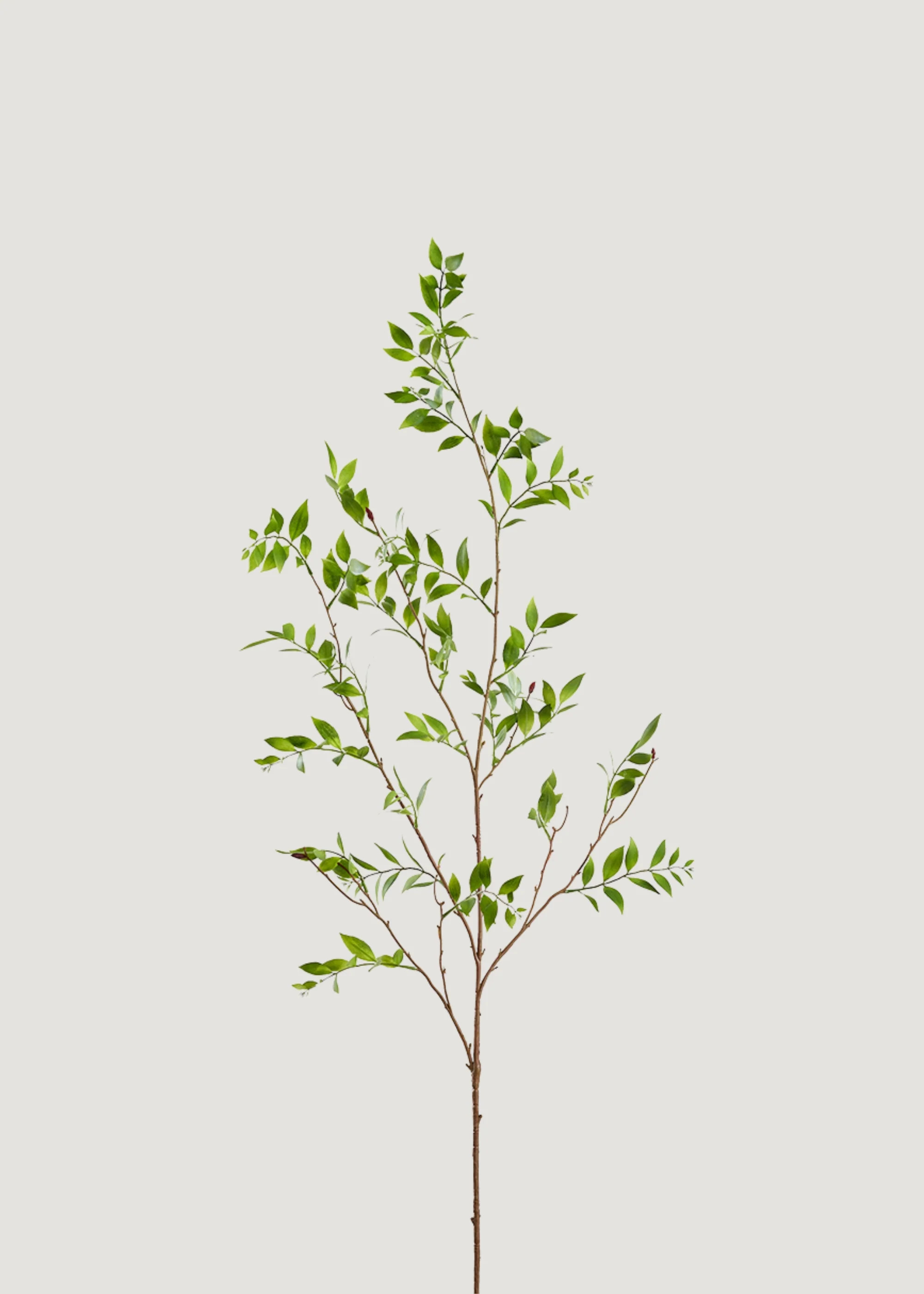 Tall Broadleaf Podocarpus Branch | Faux Branches & Greenery | Afloral | Afloral