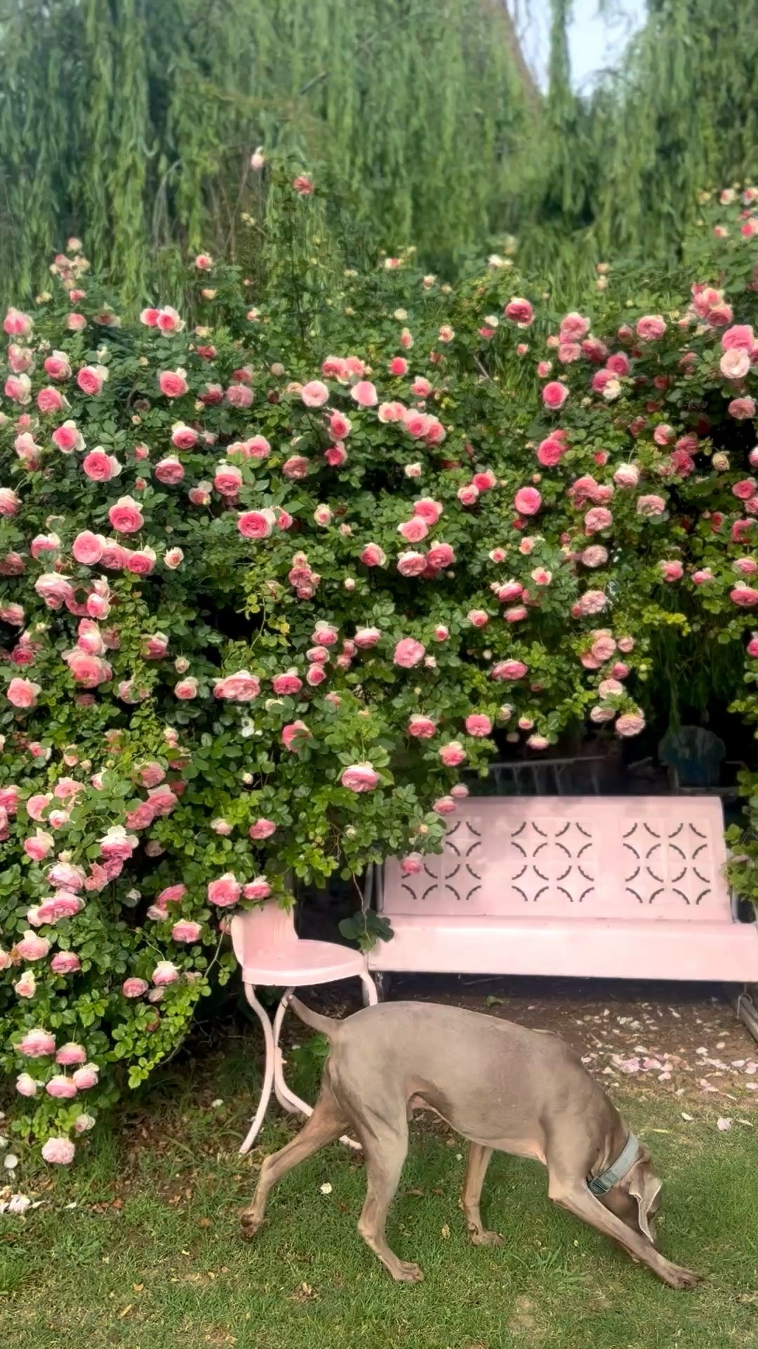 Pink climbing rose bushes on each side of my trellis! I shared my favorite Eden climbing rose, soil, and drippers! This will make a great Mother’s Day gift for mom! 💗💐

#LTKMothersDay #LTKSeasonal #LTKHome