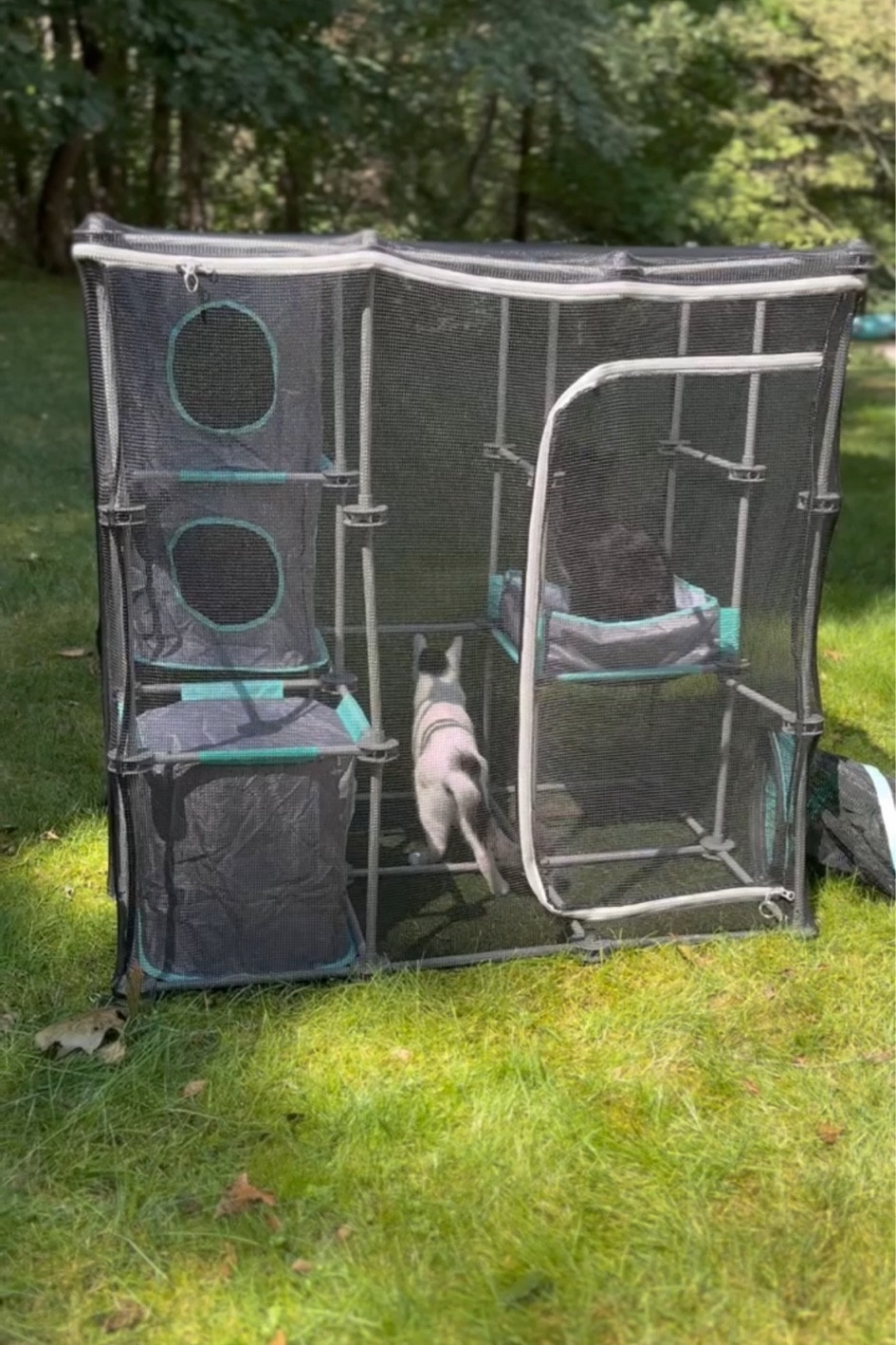 Our cats are loving this outdoor enclosure! 