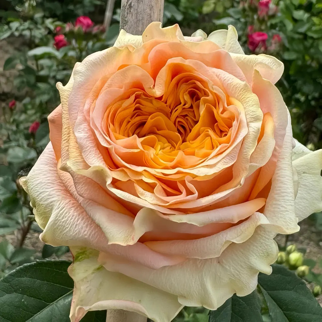 Sweet orange. 甜橙 | Etsy (US)