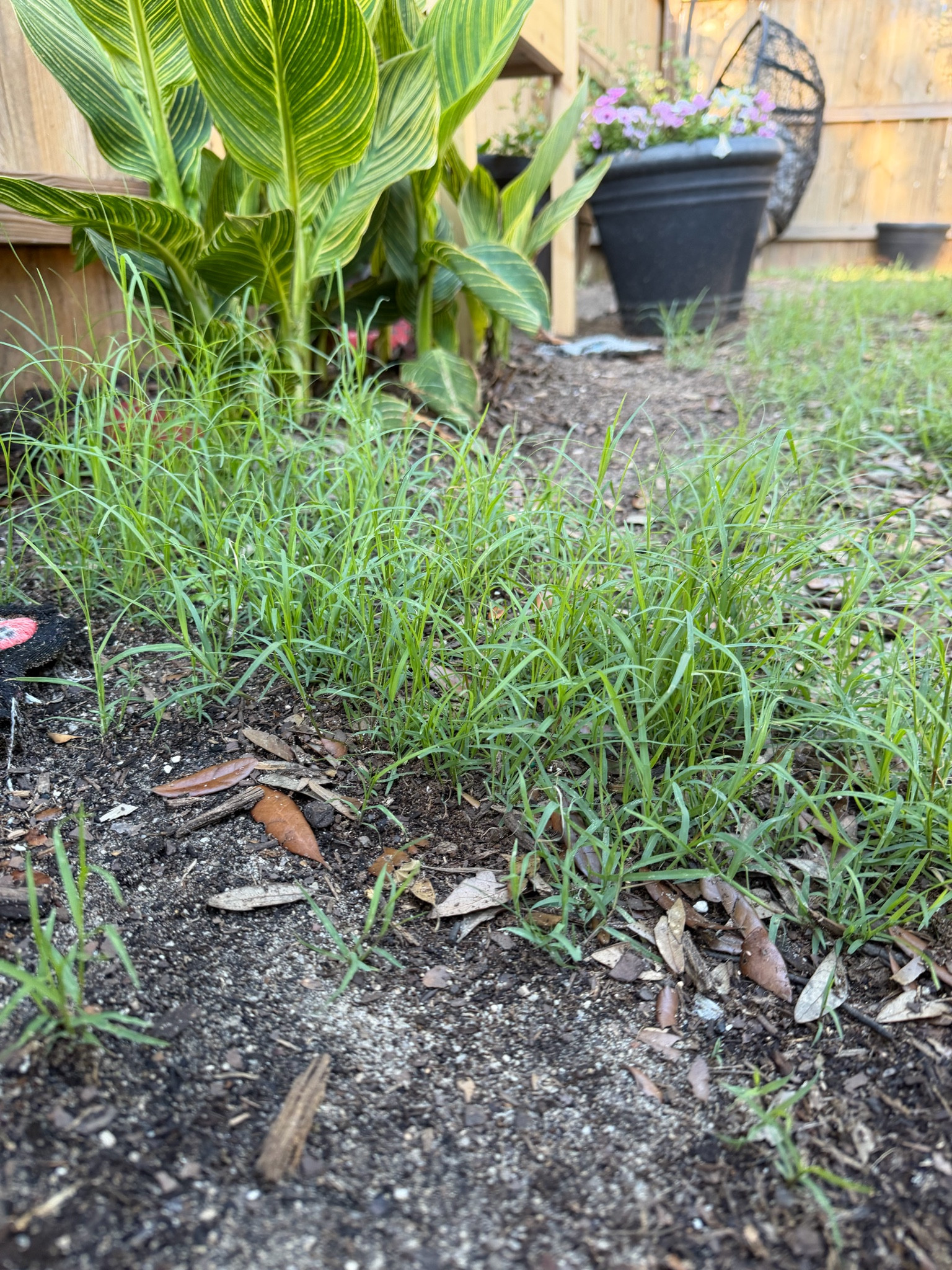 There’s hope for my lawn after all!
#grassseed
#mygrassisgreener

#LTKSeasonal #LTKdayinmylife #LTKHome