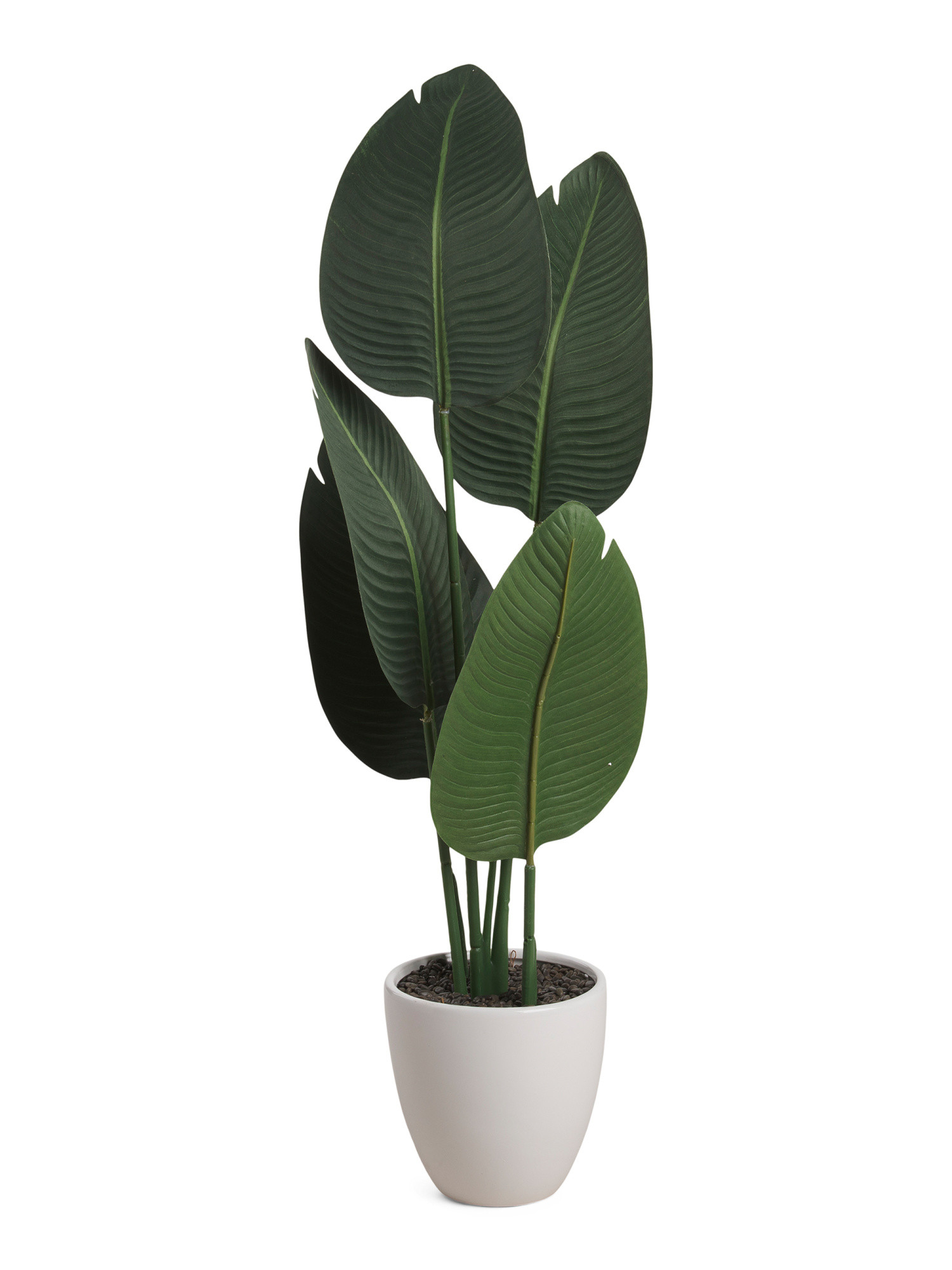 34in Elephant Ear Plant In Ceramic Pot | Home Essentials | Marshalls | Marshalls