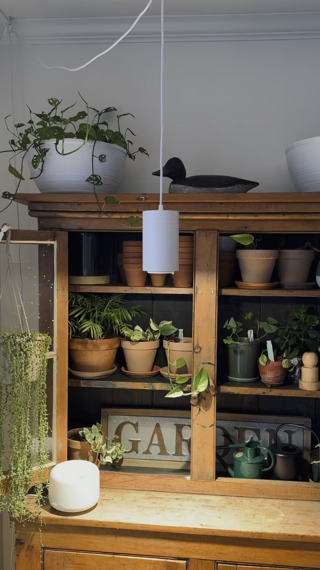 SolTech Aspect LED Grow Light for Houseplants

I started using the SolTech Aspect LED Grow Light for my houseplants last winter, and it's been a fantastic experience! The Sunset Spectrum with the warm white LED is a game-changer. Not only does it help my plants grow healthy, but it also adds cozy, picturesque lighting to my room. It's like having a bit of sunshine indoors.

What I really appreciate is the quality. Hand-built in the US, the Aspect's solid aluminum body is both sturdy and sleek. It's a stylish piece that complements my home decor while being incredibly functional. I can tell it's built to last, and I'm confident it will be a part of my home for many years.

I can now place my plants anywhere in the house, not just near windows. It's been great experimenting with different green decor setups around my home. The Aspect has given me the freedom to be creative with where I put my plants, ensuring they get the light they need.

It came with all the necessary hardware, and I had it set up in just 10 minutes. Plus, it's such an aesthetically pleasing design. Unlike traditional grow lights, the Aspect is something you'd want to show off. It's definitely enhanced the mood and ambiance of my space. I highly recommend it to anyone looking to incorporate more greenery in their home without compromising on style.

#LTKhome #LTKGiftGuide #LTKVideo