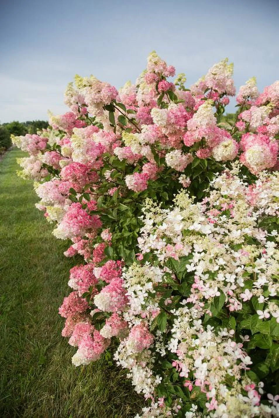 First Editions 2 gal Hydrangea Berry White Live Shrubs - Walmart.com | Walmart (US)