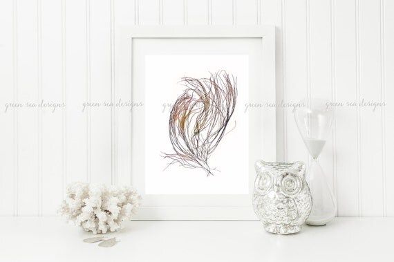 11"x14" Pressed Marine Red Algae Print - botanical art, seaweed, beach, coastal | Etsy (US)