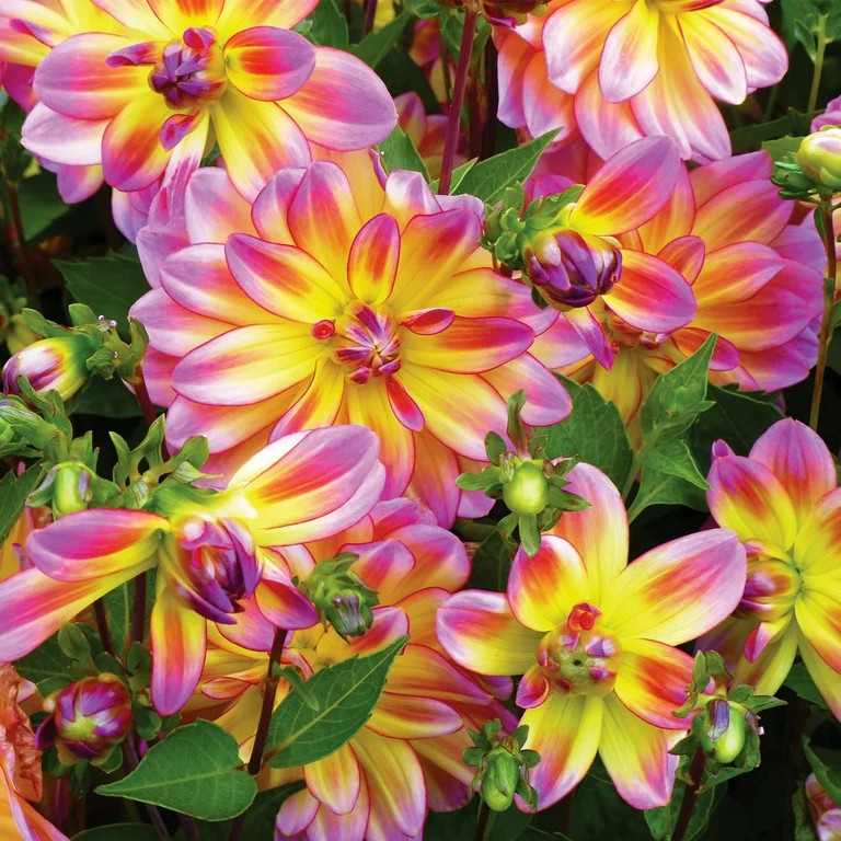 Van Zyverden Dahlia Pacific Ocean Dormant Bulb Full Sun, Multi-Color | Walmart (US)