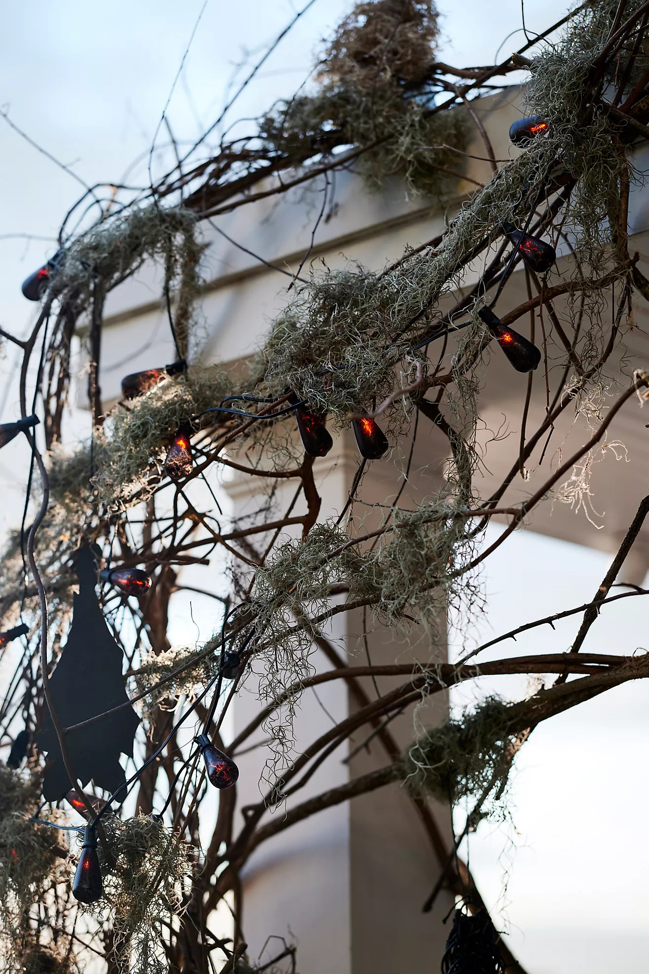 Fresh Spanish Moss | Terrain