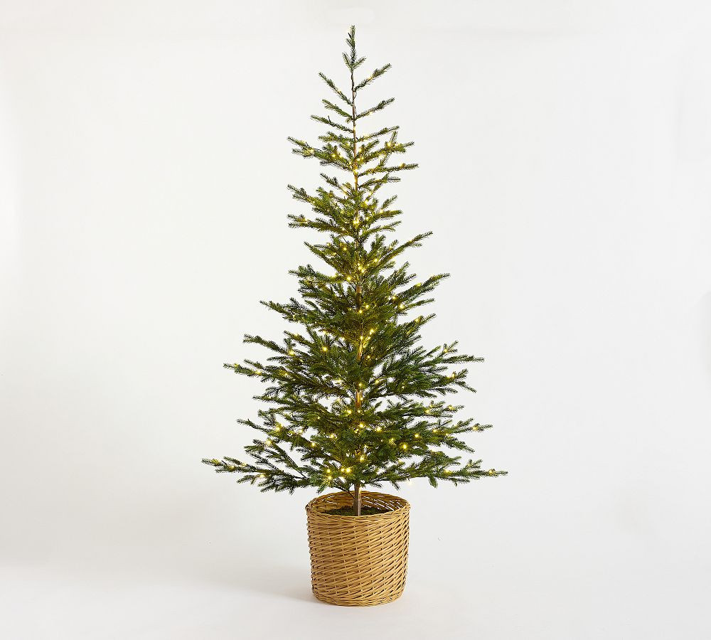 Lit Pine Tree in Basket | Pottery Barn (US)