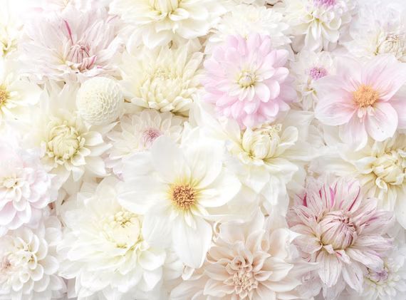 Flower Photography - White Dahlia Carpet, Floral Still Life Photography, Botanical Wall Decor, Ne... | Etsy (US)