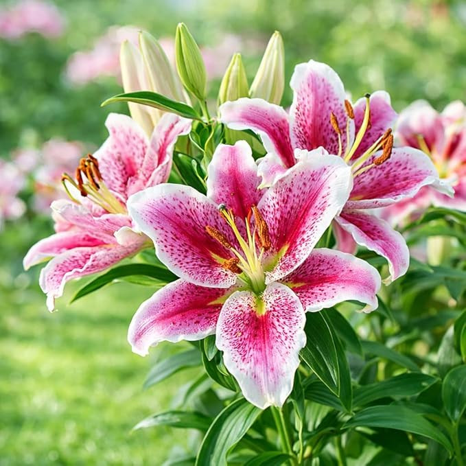 Great Deal! Flower Bulbs - Giant Stargazer Flower Lily Perennial Bulbs - Petals with Deep Fuchsia... | Amazon (US)