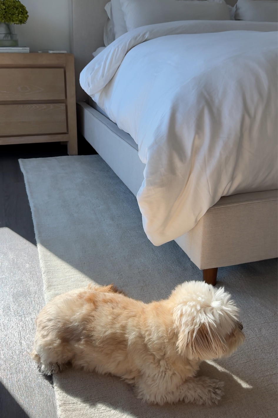 Bed Frame & Nighstands: Living Spaces
Dog: Ollie