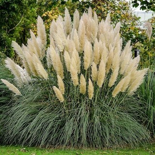 2.5 Qt. Pampas Grass (Cortaderia selloana), Live Ornamental Perennial, Showy White Flower Plumes | The Home Depot