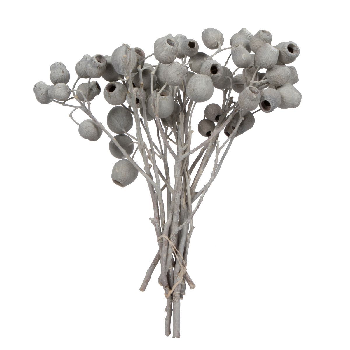 Vickerman Natural Botanicals 11" x 4" Bellgum Branch, 5-7 Bells, Ivory Frosted, 10 stems per unit | Target