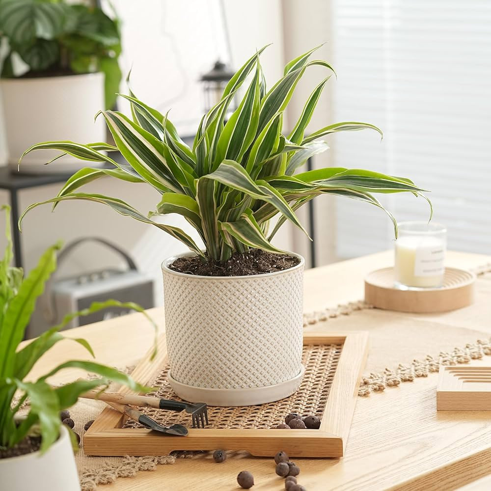 Chubacoo 6 Inch Plant Pots : Ceramic Planter Pot with Drainage Hole & Saucer - Flower Pot for Ind... | Amazon (US)