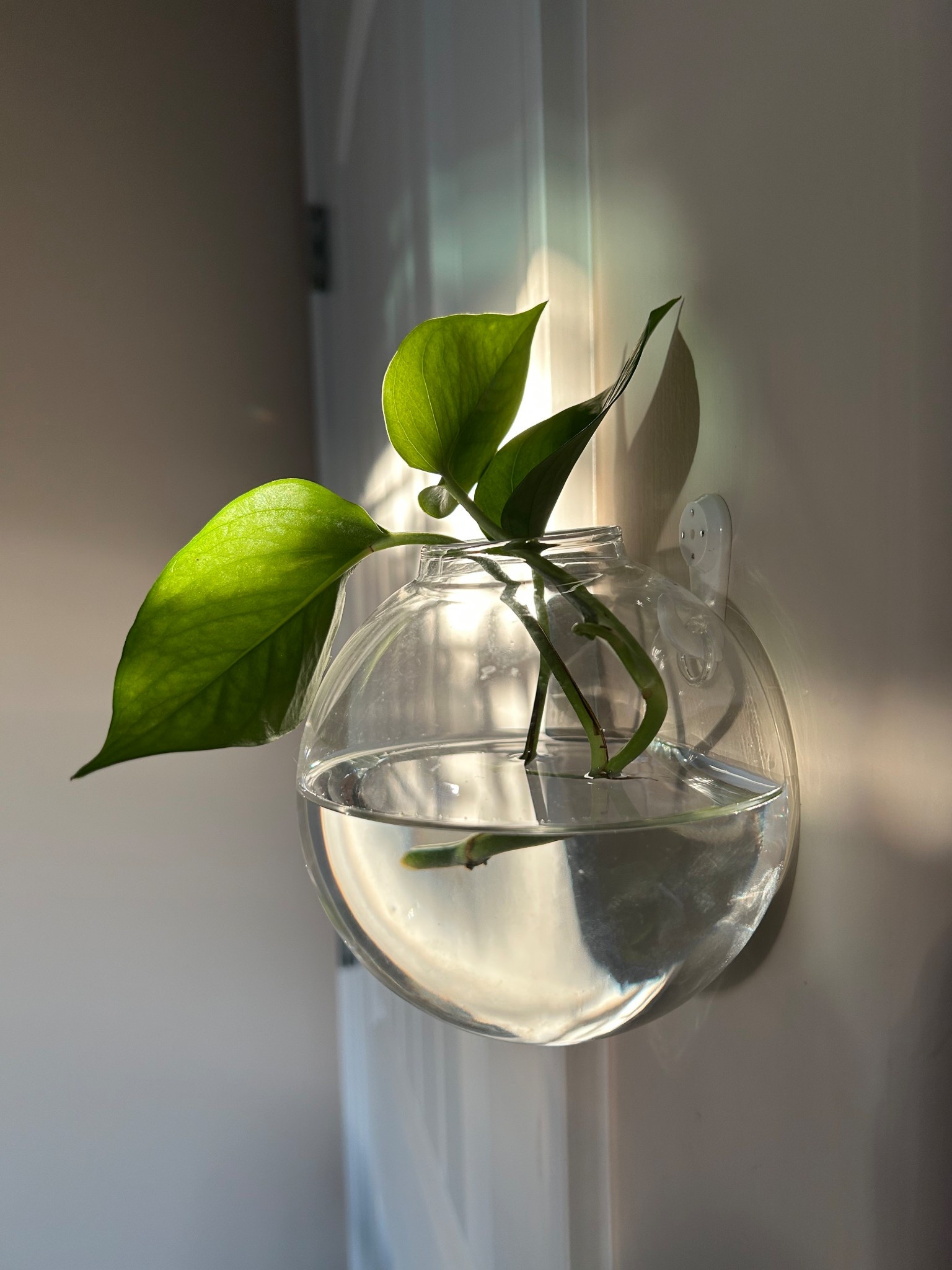 Some of my favorite propagation vases 