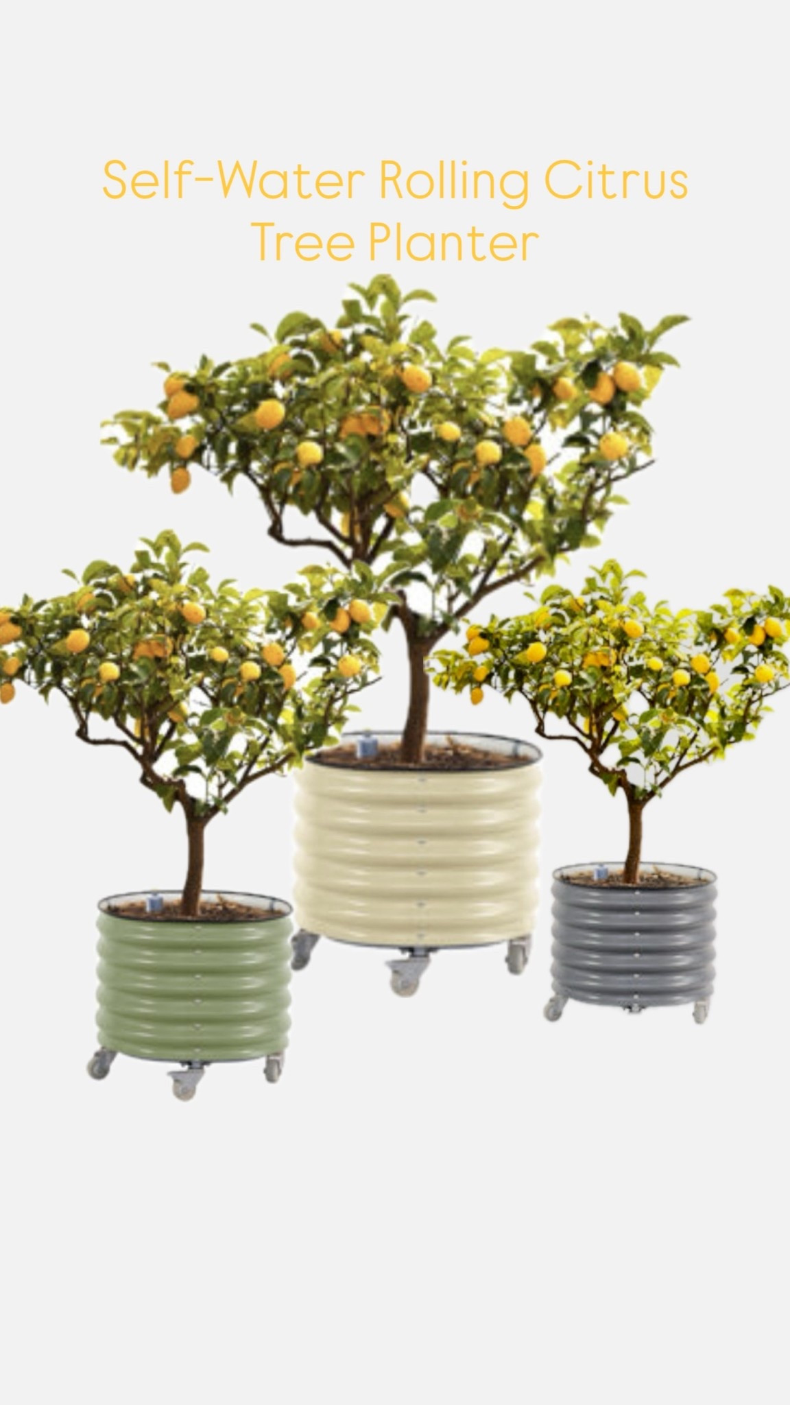 Perfect for protecting your citrus tree💛 
Easy roll, wheels lock and it self-watering.

#LTKSpringSale #LTKSeasonal #LTKHome