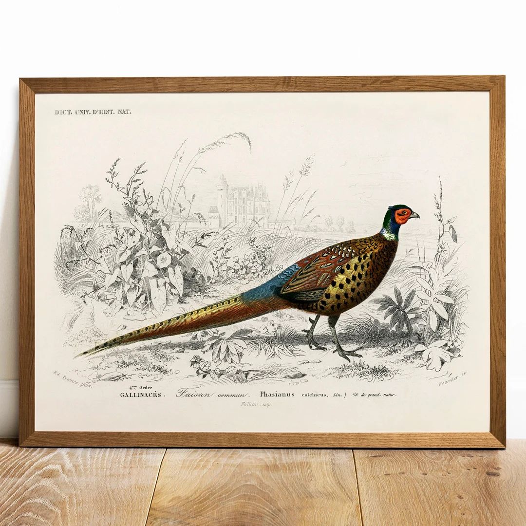 Pheasant Print, Antique Animal Painting, Vintage Drawing Poster Art, Ring-necked Pheasant,  anima... | Etsy (US)