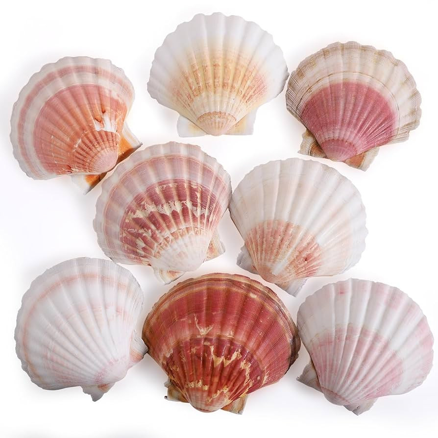8 PCS 4-4.5 Inch Natural White&Pink Scallop Shells Sea Shells for DIY Craft Home Décor | Amazon (US)