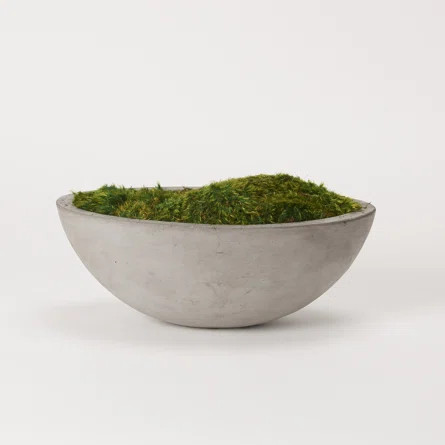 6'' Moss Plant in Concrete Planter | Wayfair North America