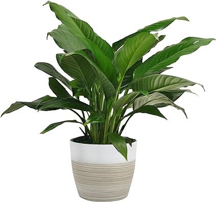 Costa Farms Spathiphyllum Peace Lily Live Indoor Plant, 15-Inch, Green | Amazon (US)