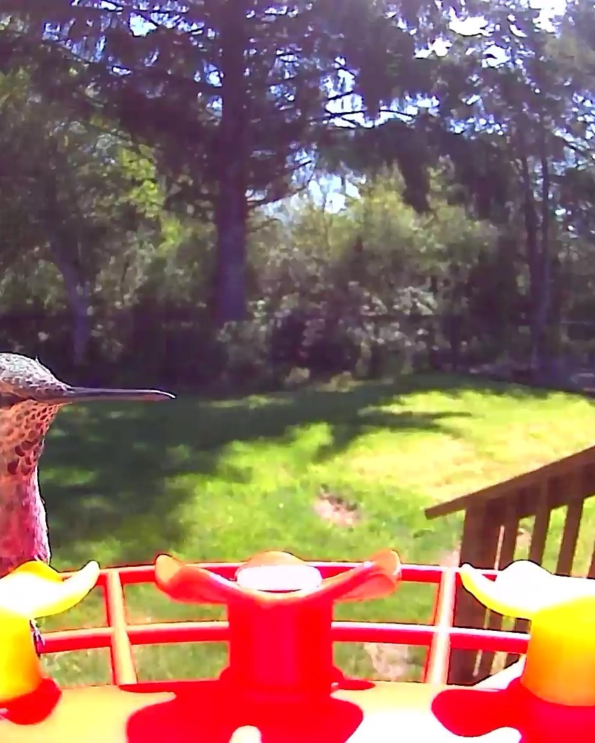 This smart hummingbird feeder is awesome. I cannot wait to share more soon about it! #birds #birdwatching

#LTKHome #LTKVideo #LTKU