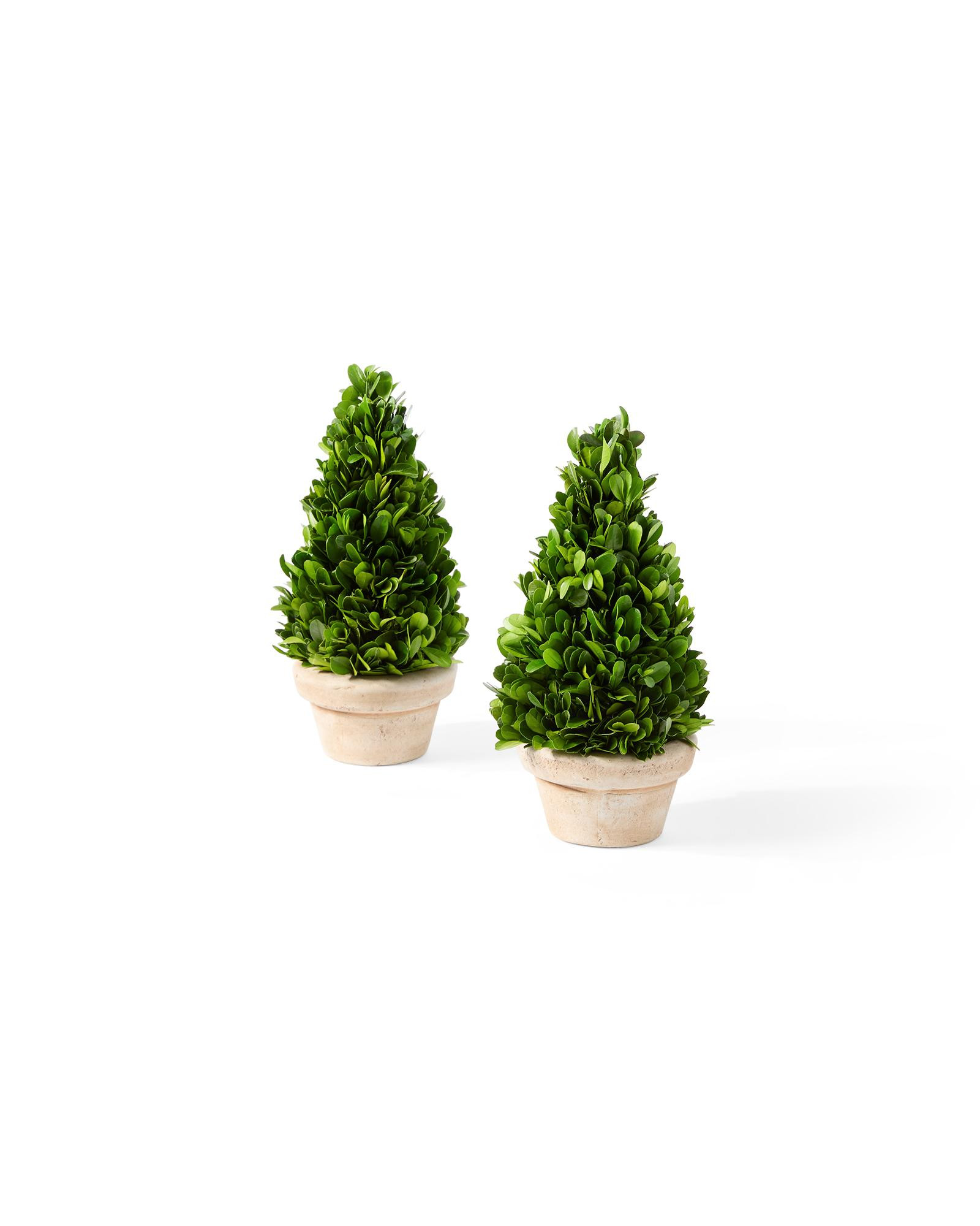 Preserved Boxwood Cone Topiary | Serena and Lily