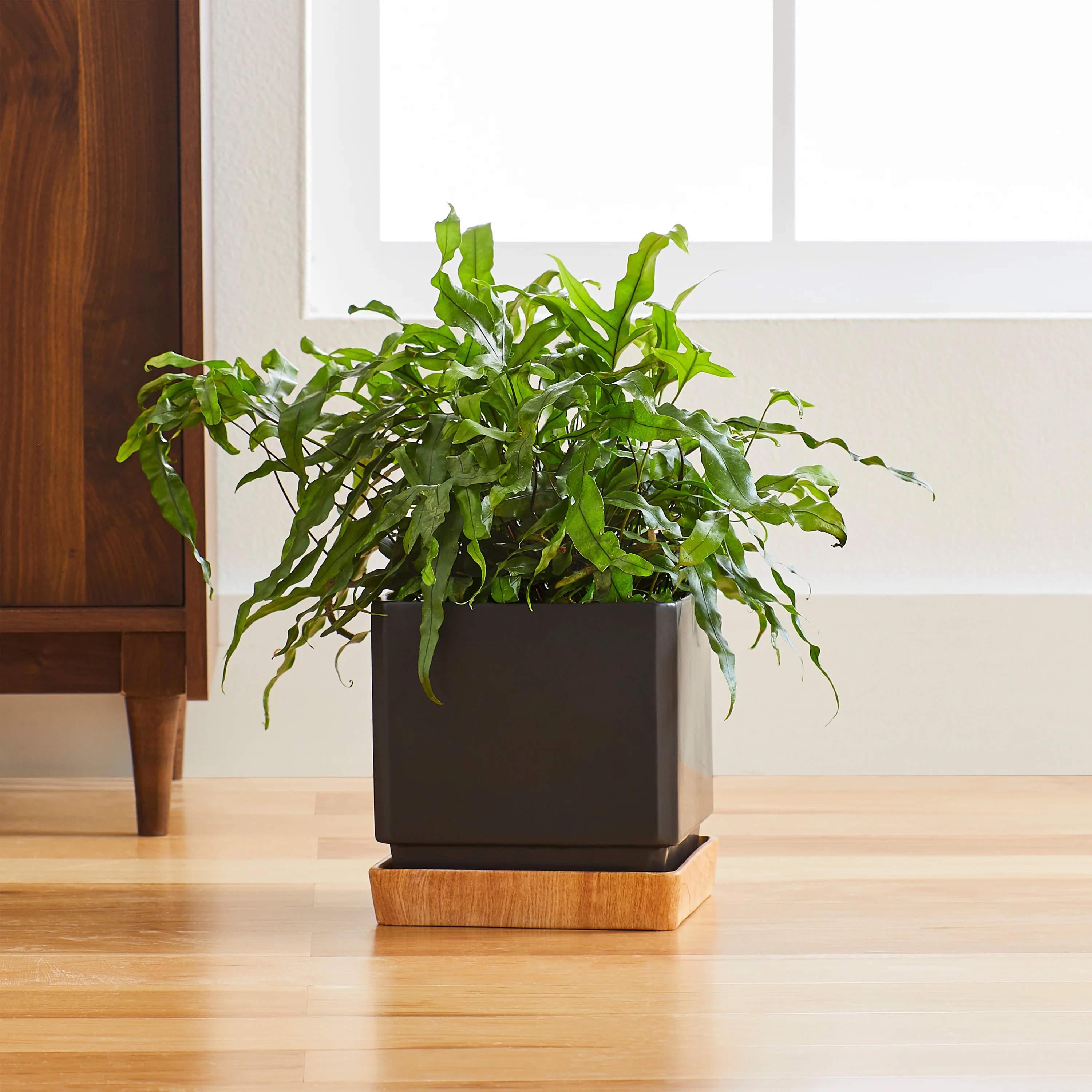 Better Homes and Gardens 8.3 in D Black Zane Ceramic Planter, 8.3" L x 8.3" W x 8.5" H | Walmart (US)