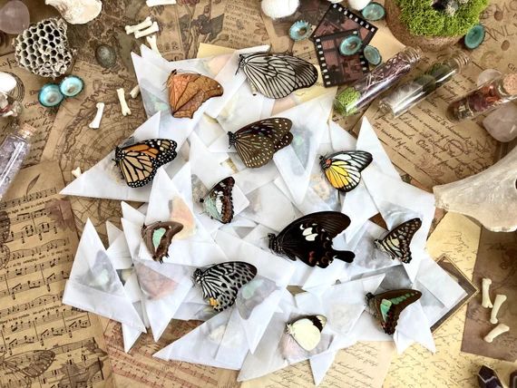 A Pack of 10 25 50 100 Ethically Sourced Butterflies From | Etsy | Etsy (US)