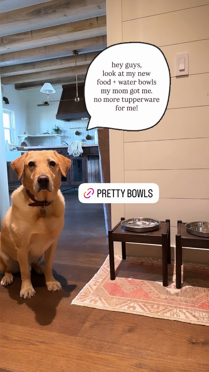 New Zara home dog bowls! 

 #LTKSeasonal #LTKHome