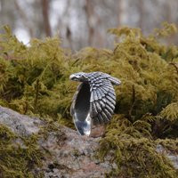 sterling Silver Eagle Ring Gothic Biker Jewelry | Etsy (US)