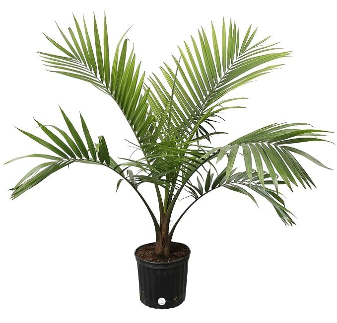 Costa Farms Majesty Palm Tree, Live Indoor Plant, 3 to 4-Feet Tall, Ships in Grow Pot, Fresh From... | Amazon (US)
