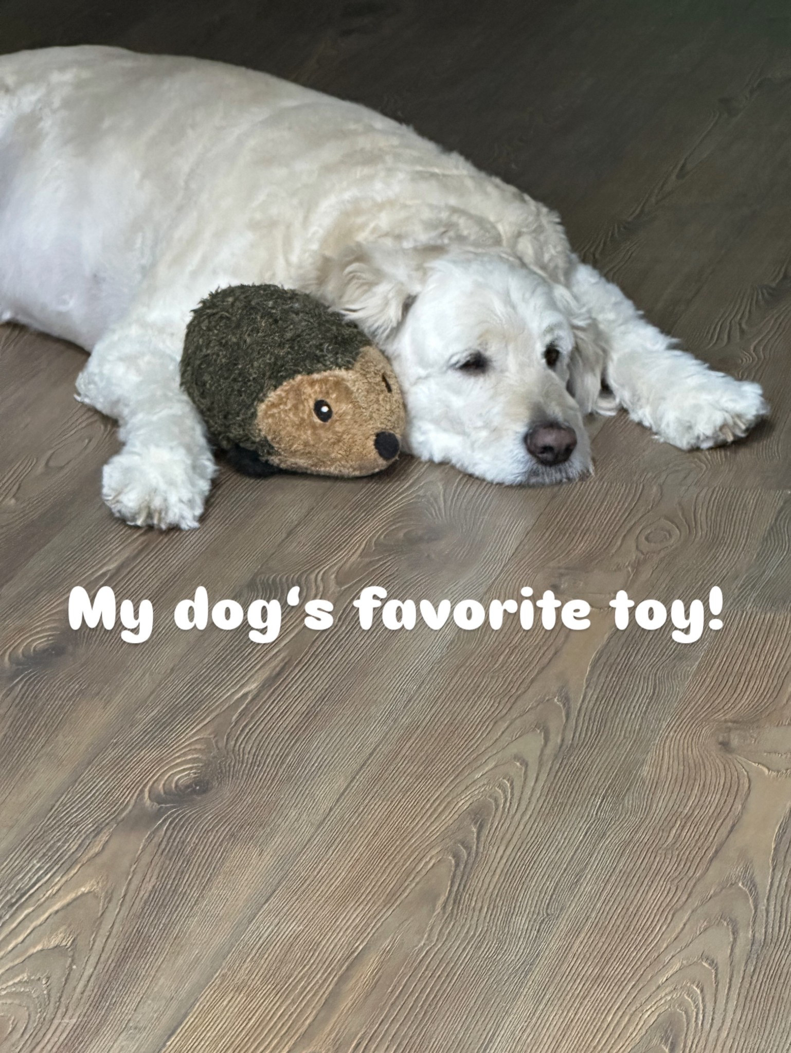 My dog loves this little porcupine he takes it everywhere!

#LTKPets #LTKFindsUnder50 #LTKSaleAlert