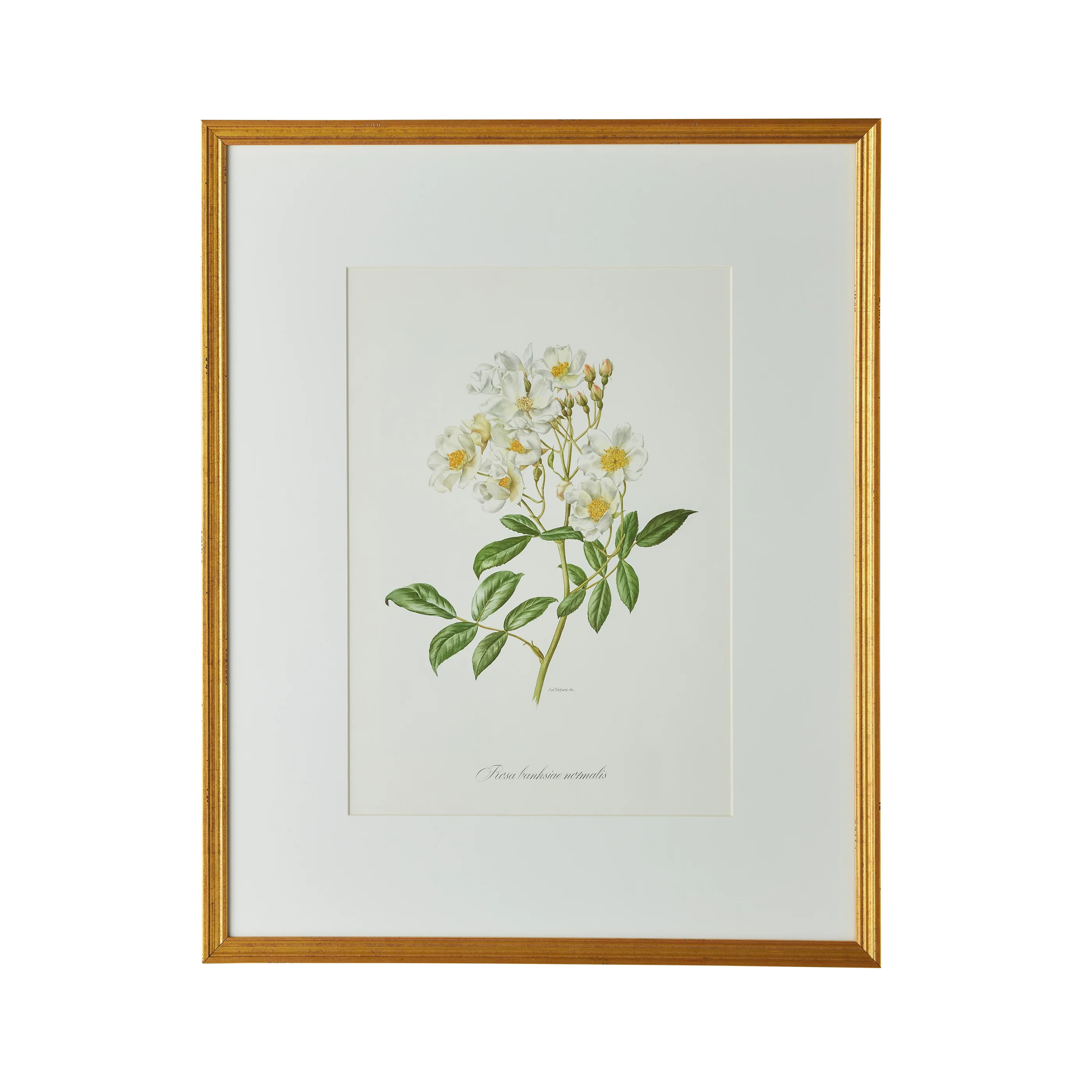 Spring Revival Print II | Caitlin Wilson Design