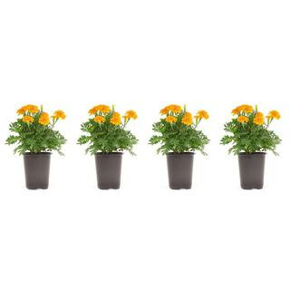 Pure Beauty Farms 1.38 Pt. Marigold Plant Orange Flower in 4.5 in. Grower's Pot (4-Plants) DC45MA... | The Home Depot