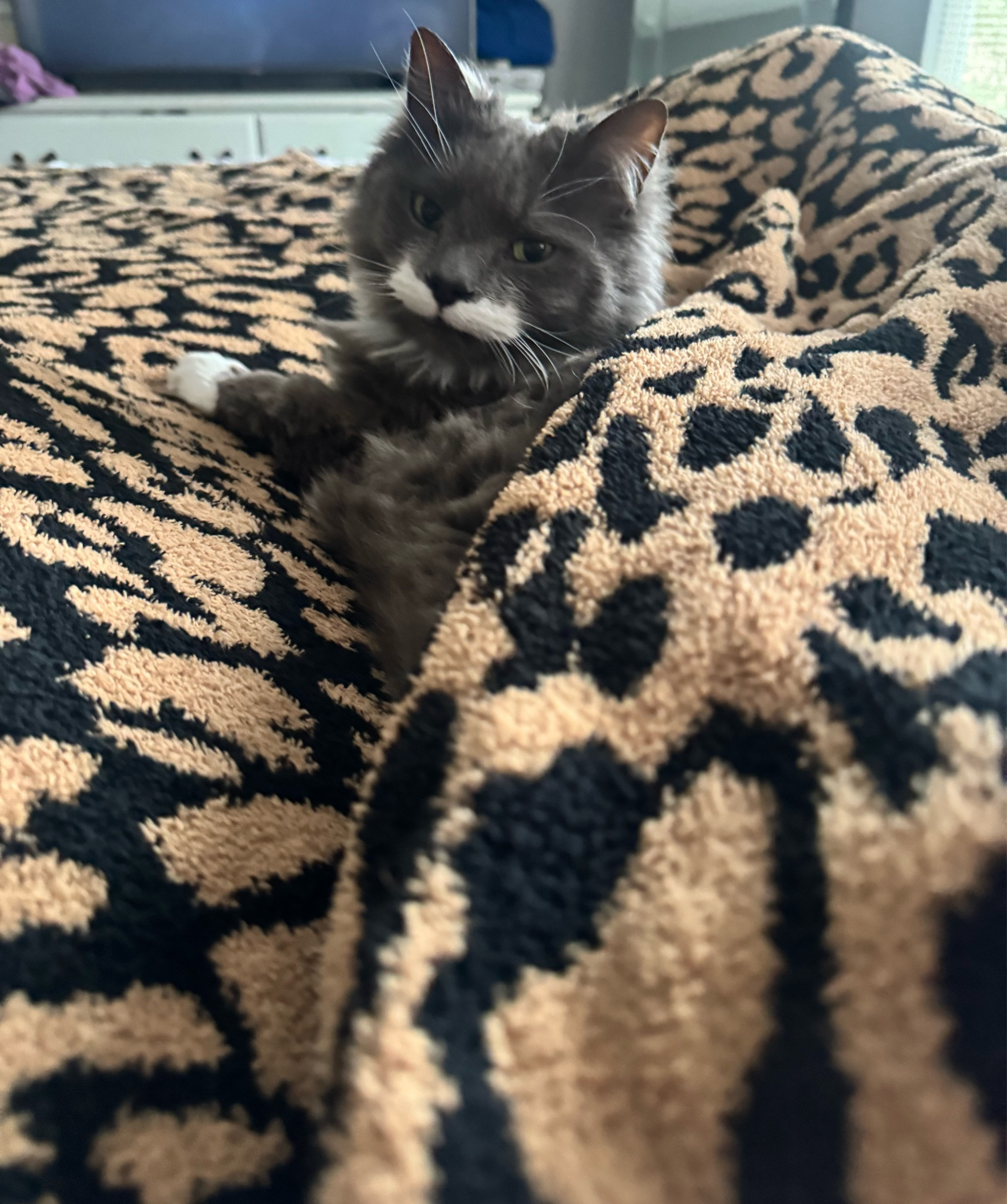 I don’t know who likes ultra soft blanket, me or the cat? It’s the softest throw blanket ever! 


#LTKHome #LTKFindsUnder50 #LTKFamily