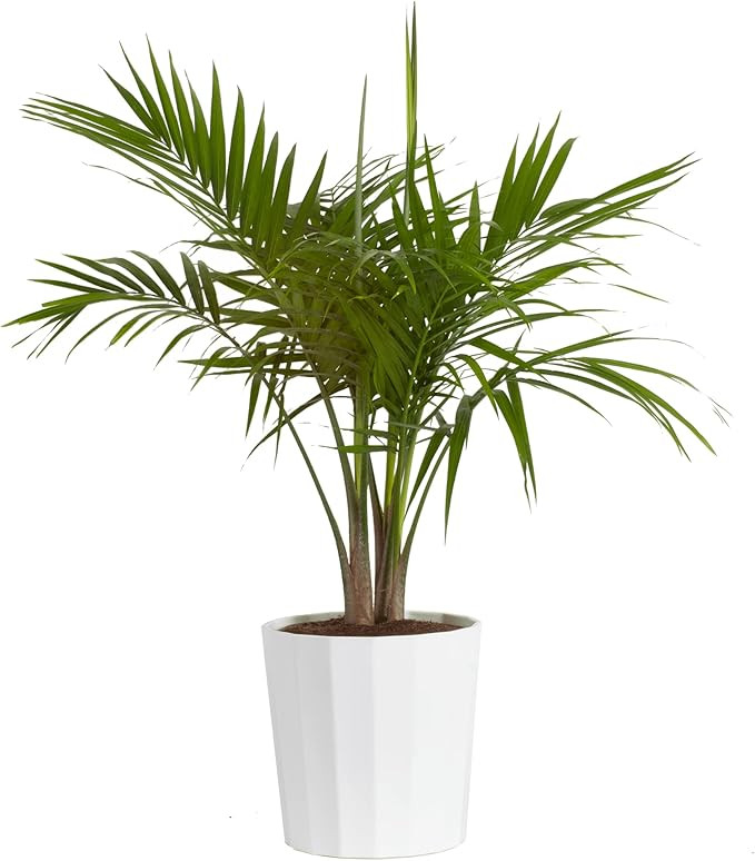Costa Farms Majesty Palm Tree, Live Indoor Plant Potted in Modern Décor Planter, Tropical Housep... | Amazon (US)