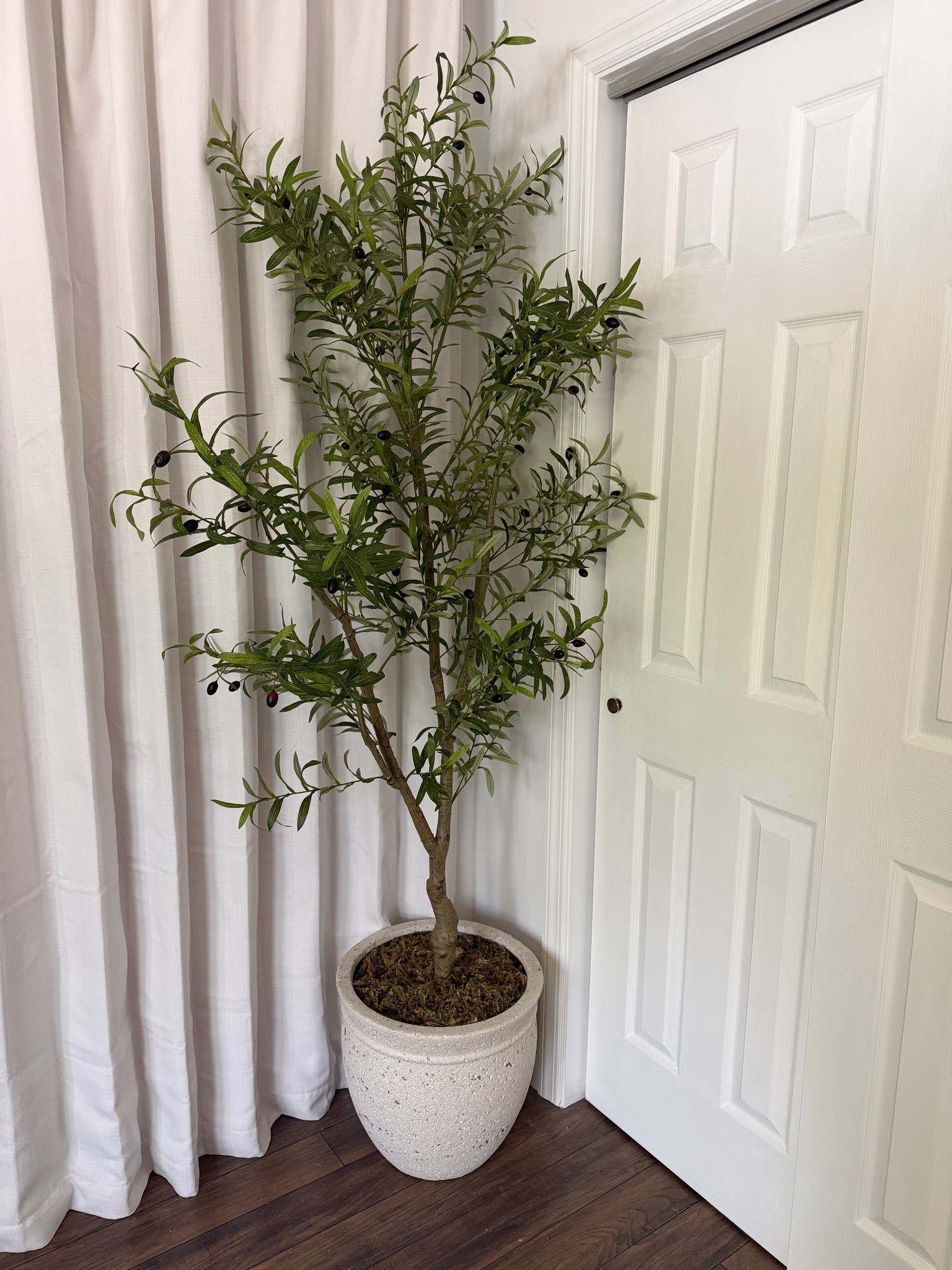 Amazon plant for my content room😍