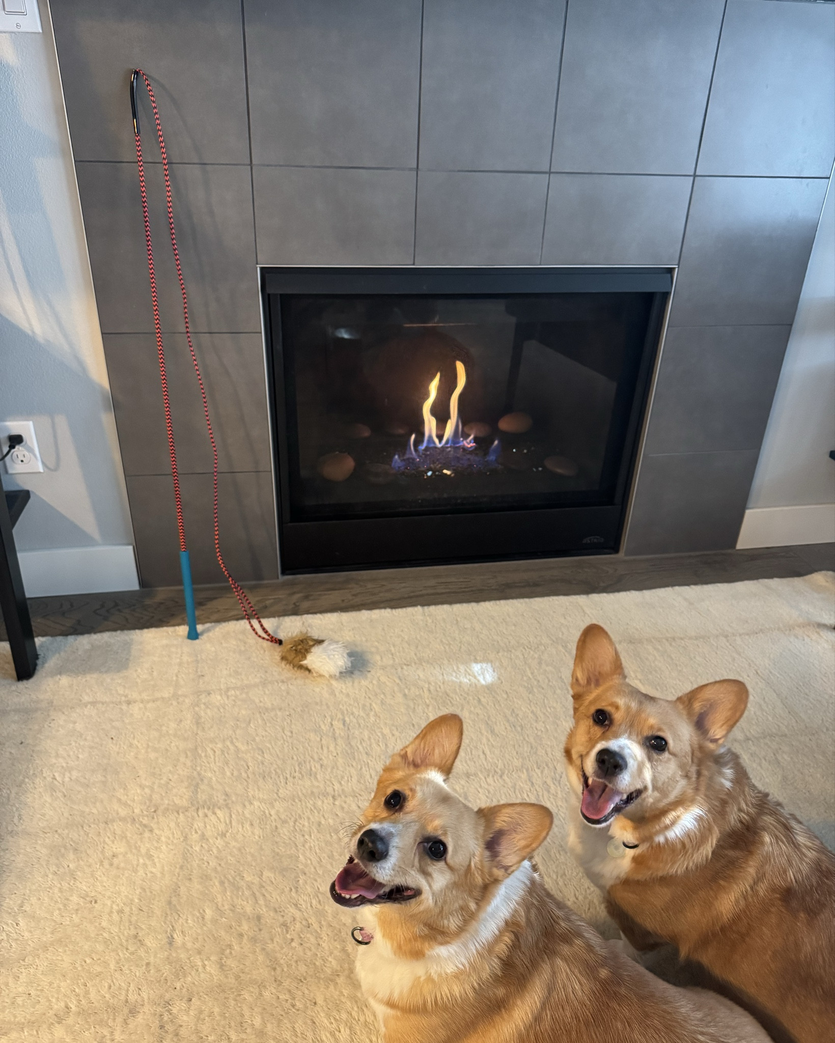 Just look at those corgi smiles! 🐶🐶 Picked up this NEW fishing pole type toy for the girls and they’re OBSESSED! 🎣 So inexpensive, perfect play for around the house or outside. Just look at their smiles, I can’t! 😆 SWIPE to see a little bit of playtime this Saturday morning. 🌅 #LTKPets #dogtoys #interactivetoys #indoortoys #outdoortoys #corgimom

#LTKdayinmylife #LTKmorningroutine