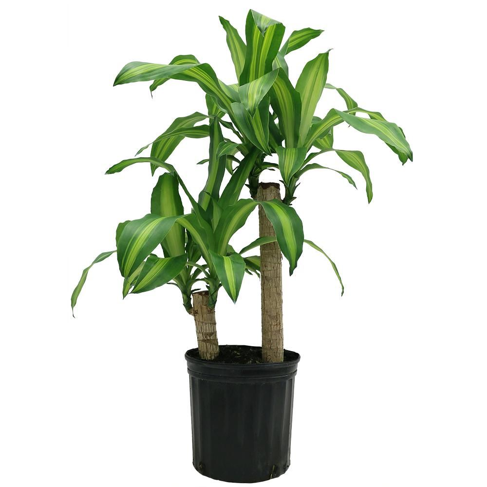 Costa Farms Mass Cane in 8.75 in. Grower Pot | The Home Depot