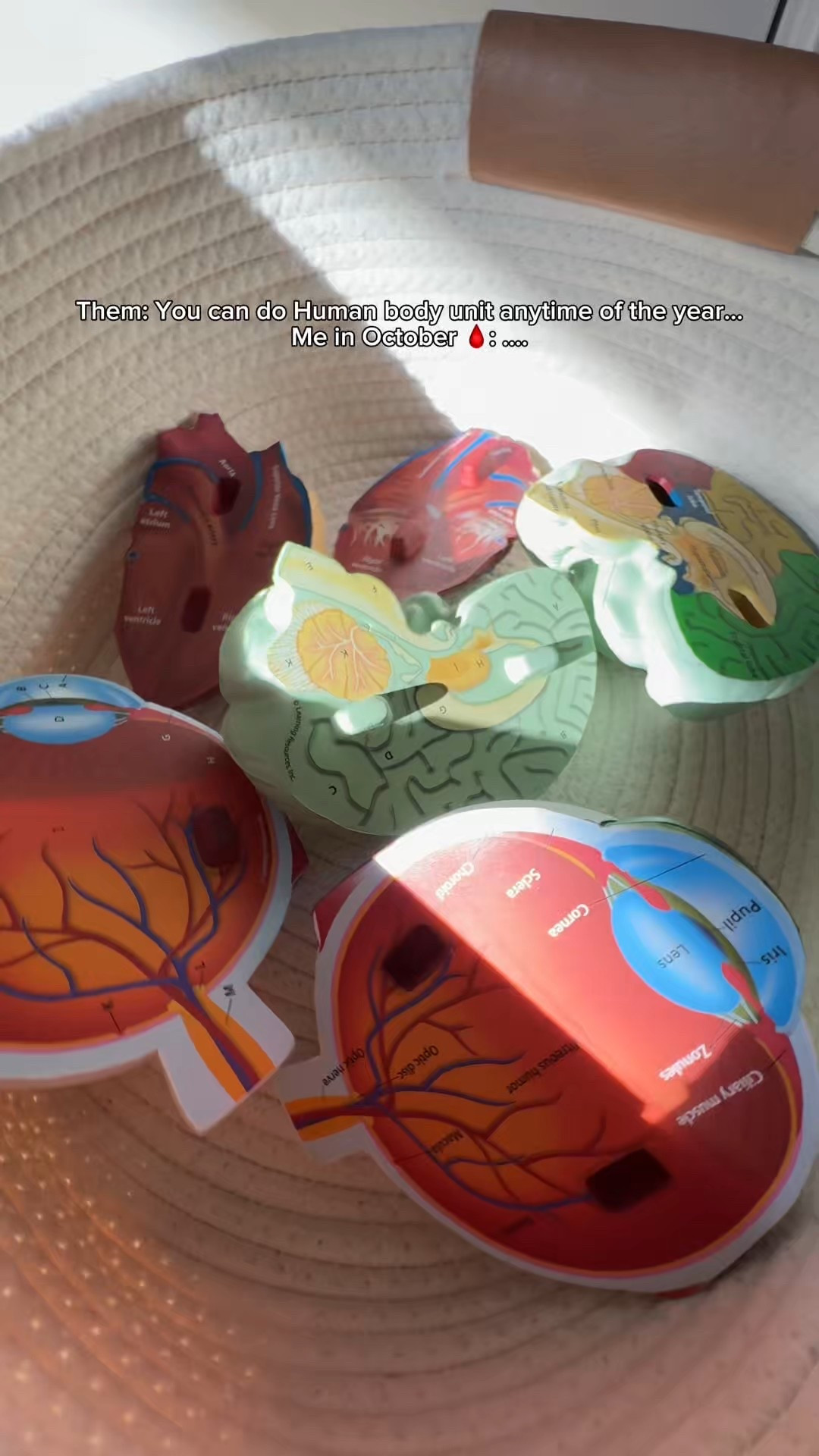 Human body unit

#LTKFamily #LTKHalloween #LTKKids