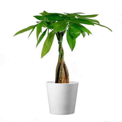 Pet Friendly American Plant Exchange Live Money Tree Bonsai Plant, 4-Inch Pot, Stylish Pot Cover Included, Perfect for Home & Office | Wayfair North America