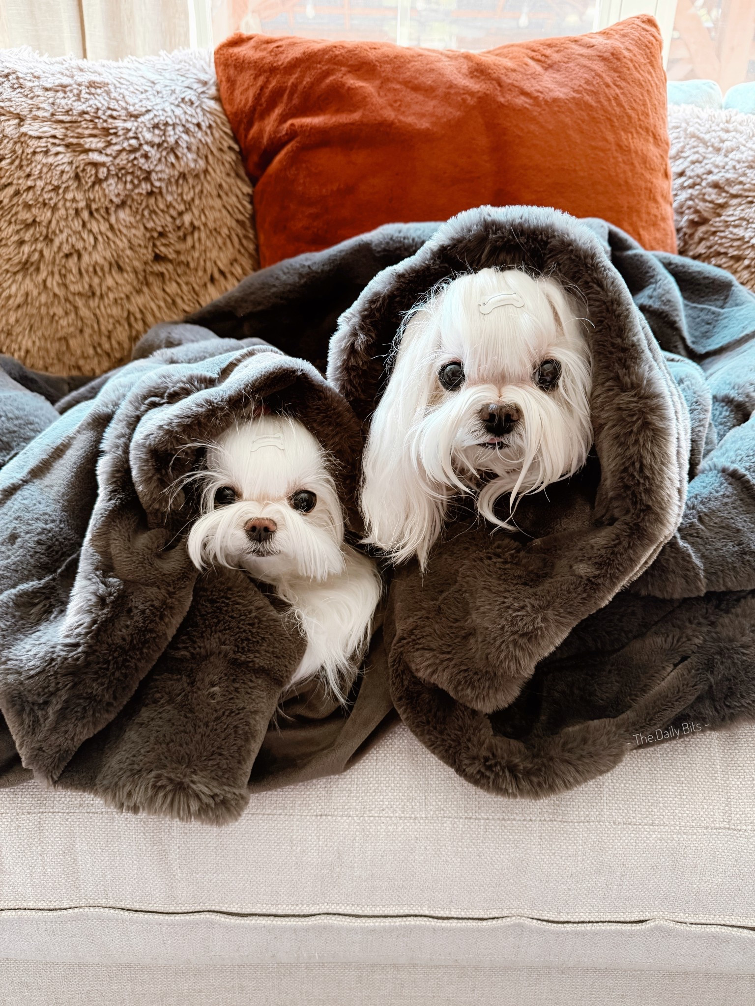 September is for snuggling in our favorite cozy blanket 🧡

#LTKFamily #LTKHome #LTKPets