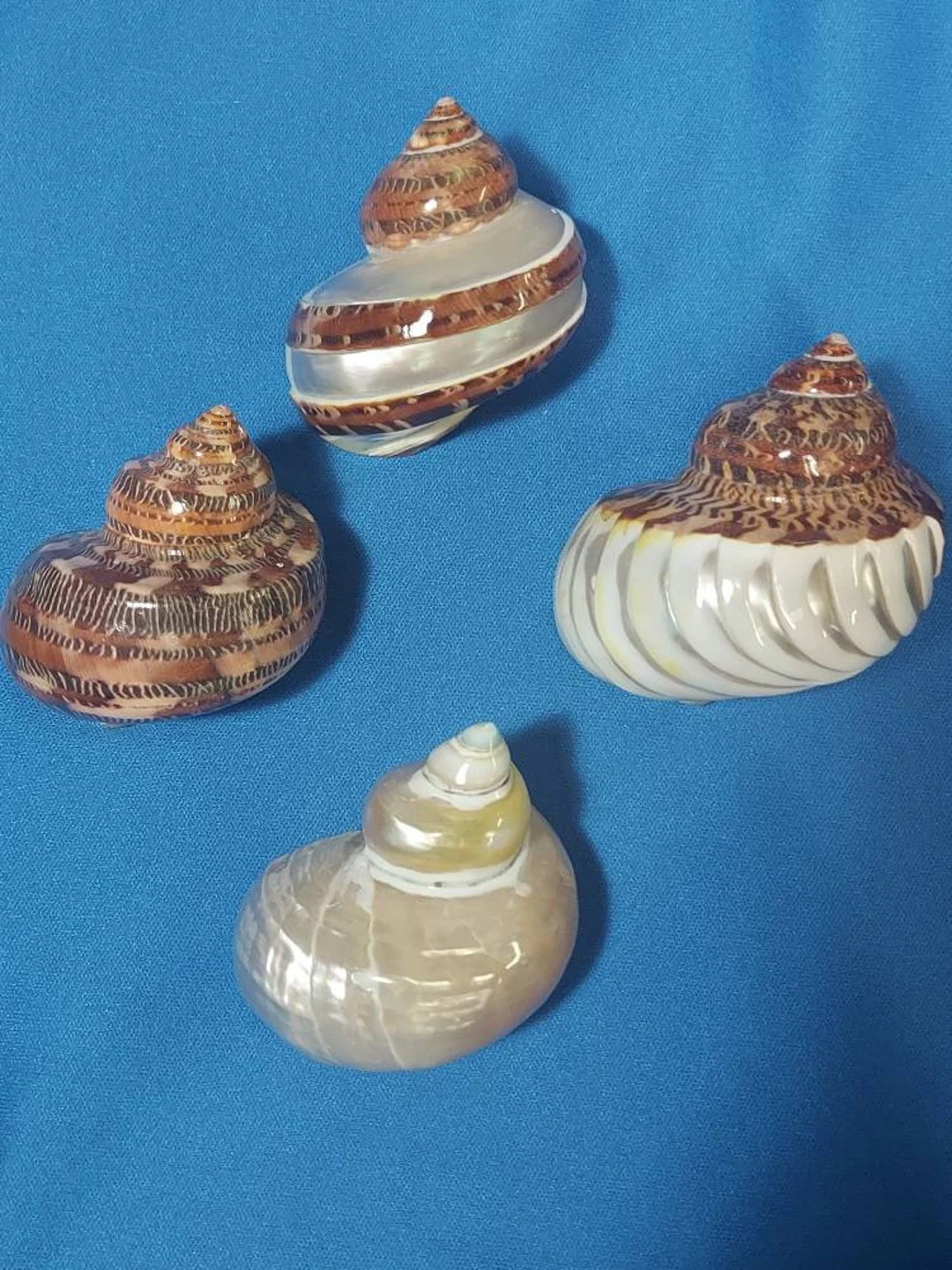 Polished Turbo Shells for Hermit Crabs: Banded, Ribbed, Gold Mouth - Set of 4 - Etsy | Etsy (US)