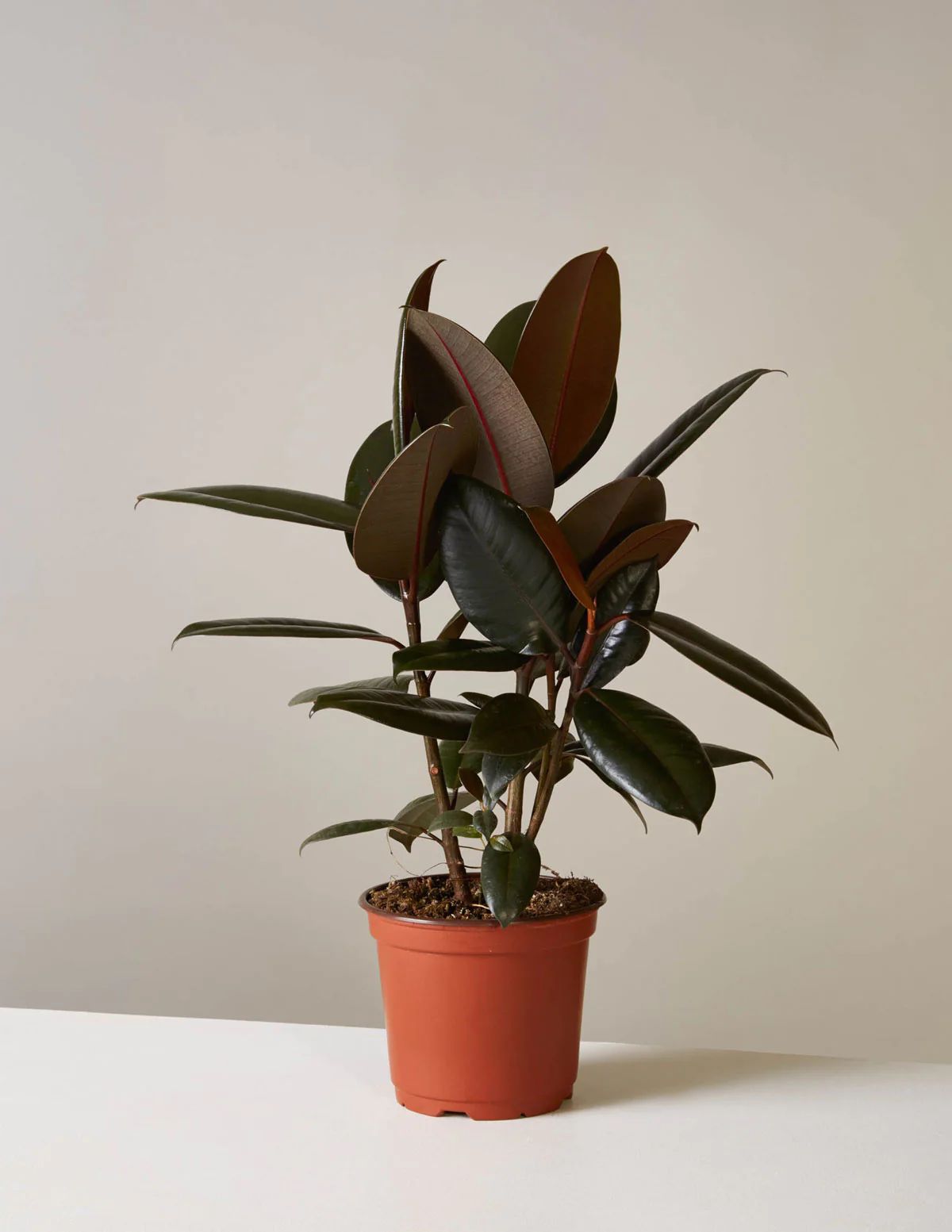 Rubber Tree Plant | The Sill