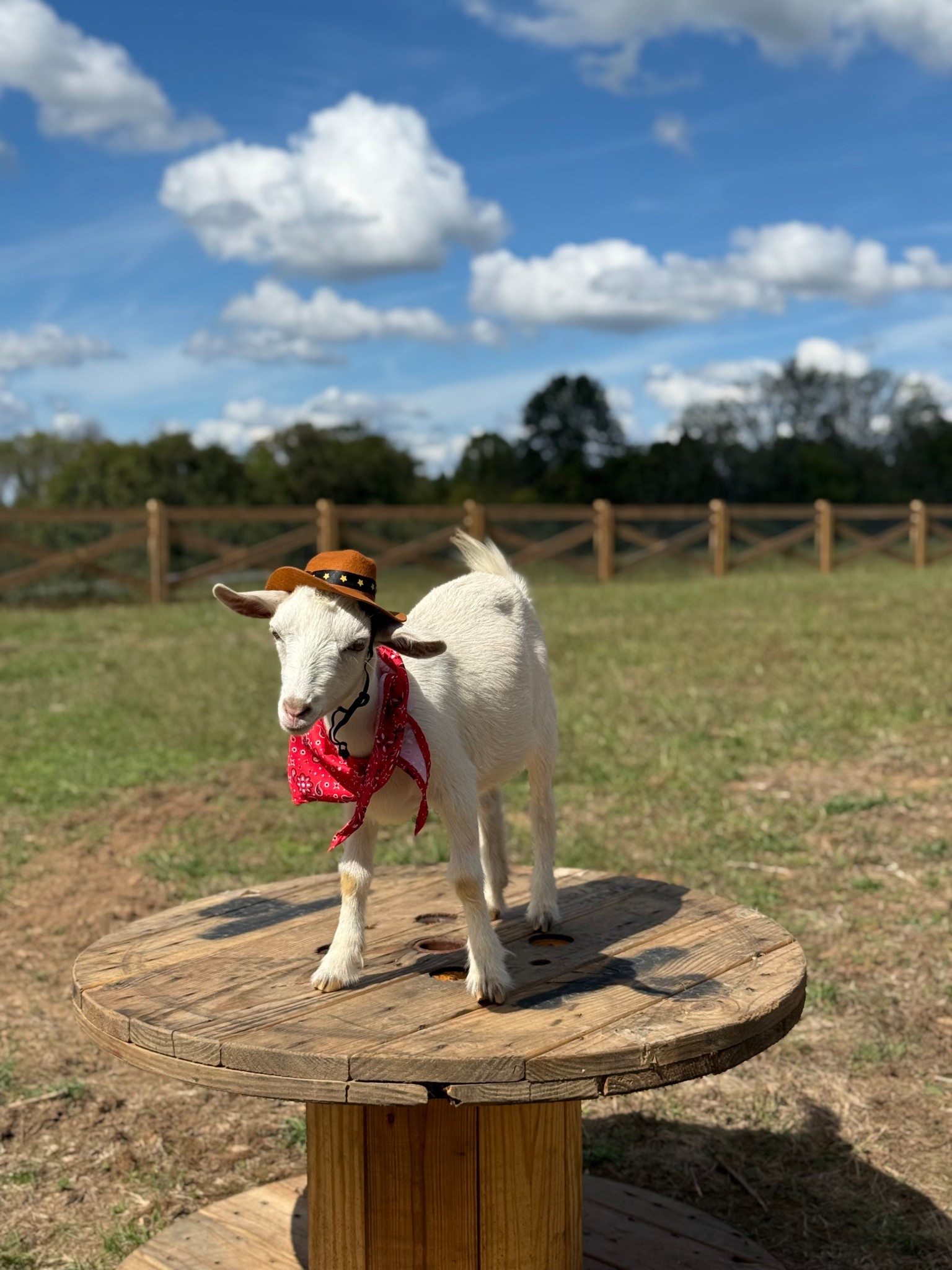 Happy Halloween from the Petrone Farm! I grabbed all our gear at Petco and the customer service was top notch! The kids loved finding the cutest toys and dressing the animals up was next level FUN! Max is ready for Halloween and even the goats got into it as well. 🎃 #ad #petcopartner @petco

#LTKSeasonal #LTKPets #LTKHalloween