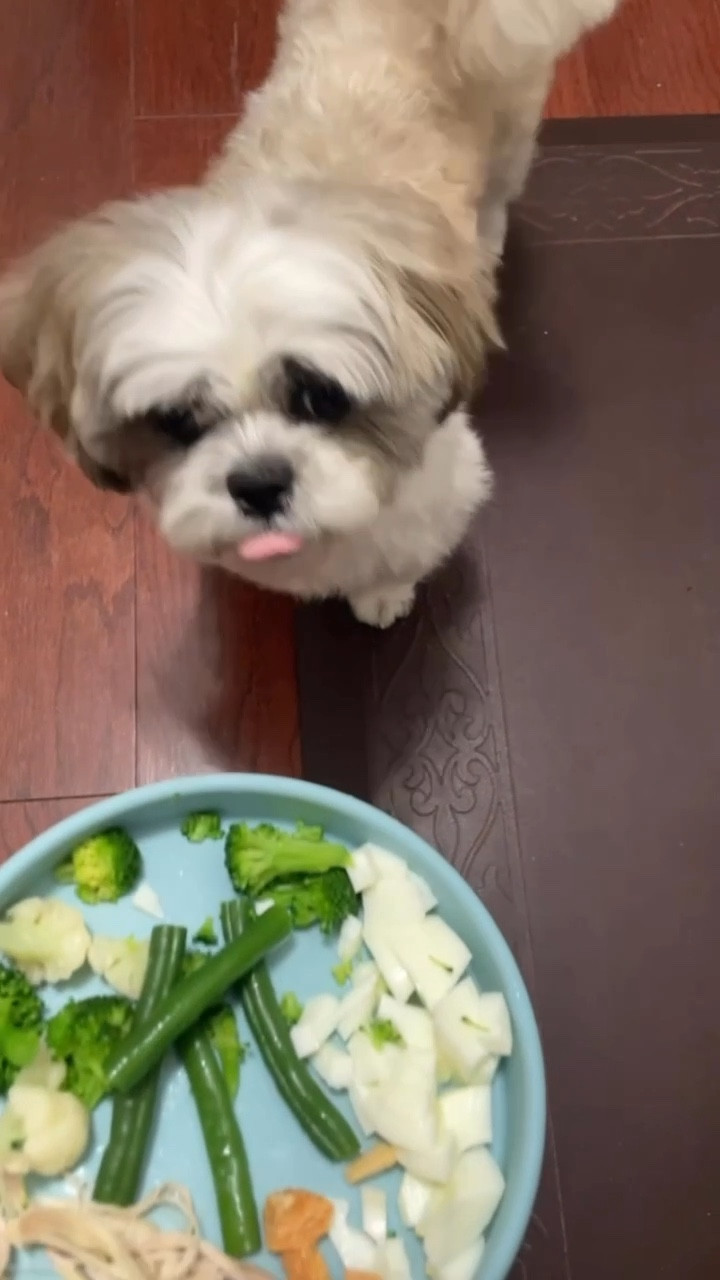Ralphie enjoys eating from this shallow silicone baby plate.

Shih tzu picky eater
Chronic Kidney Disease